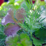 garden-herbs1